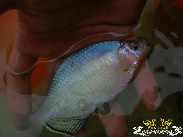 [贴图]上次上海产的鱊有新图了，嘿