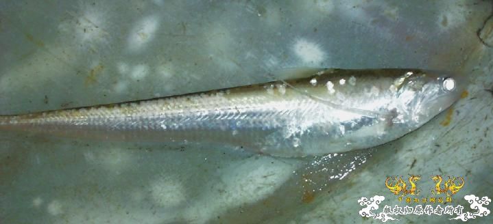 [贴图]上次上海产的鱊有新图了，嘿