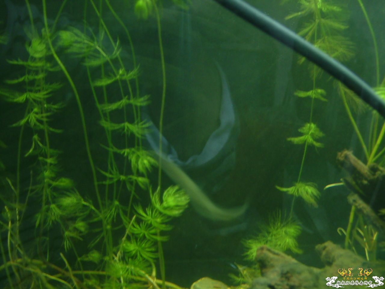 寄鱼翻缸后
