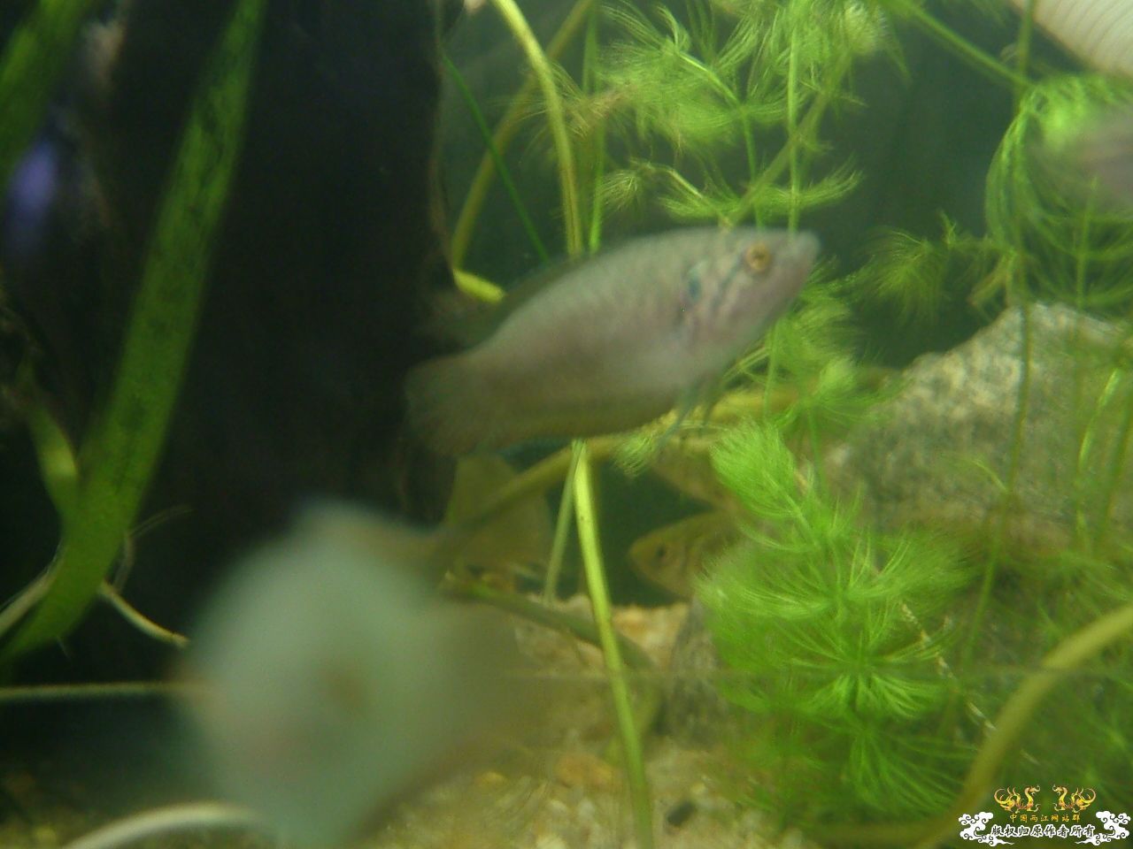 寄鱼翻缸后