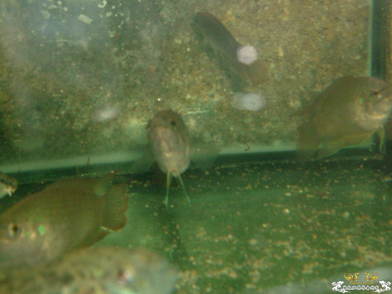 寄鱼翻缸后