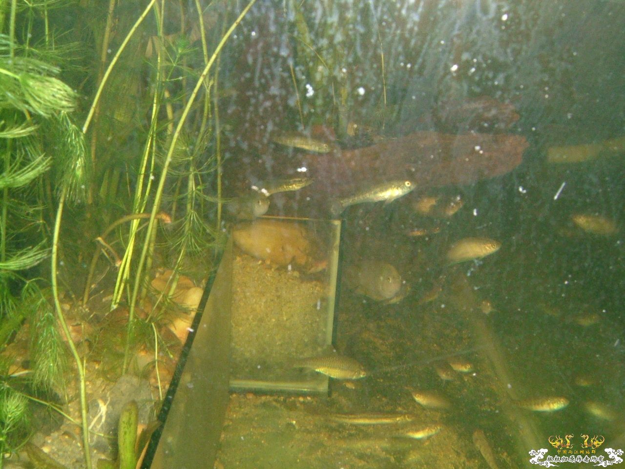 寄鱼翻缸后
