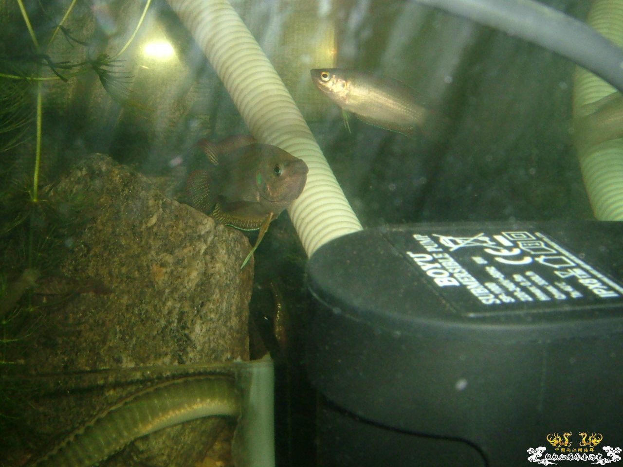 寄鱼翻缸后