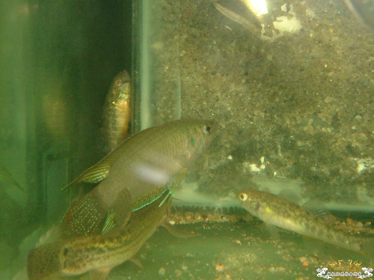 寄鱼翻缸后