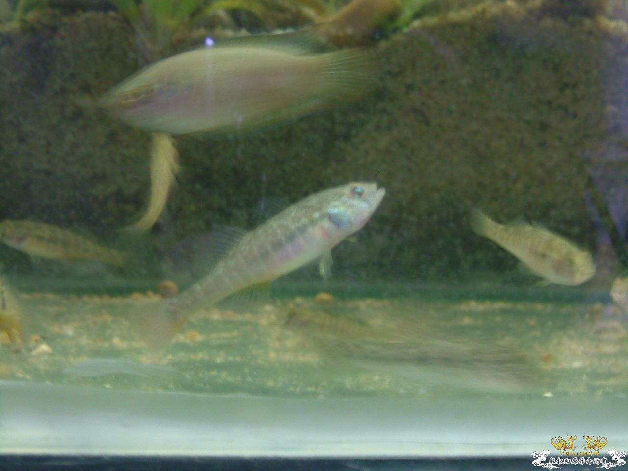 寄鱼翻缸后