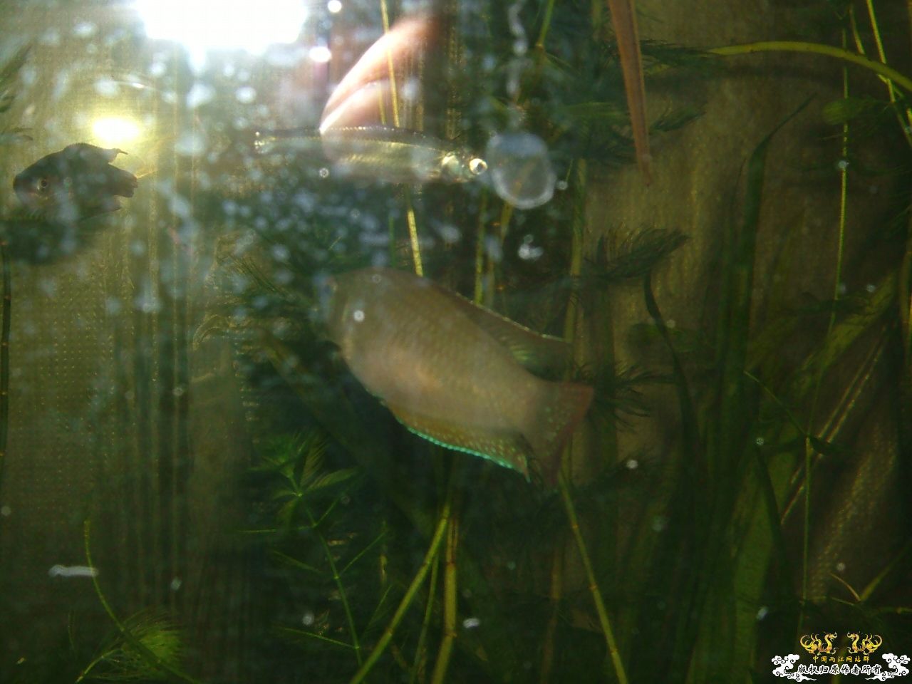 寄鱼翻缸后
