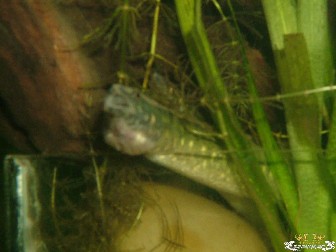 寄鱼翻缸后
