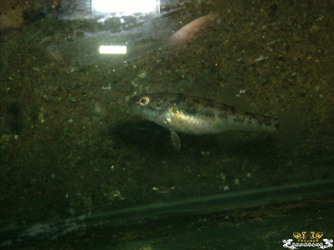 寄鱼翻缸后