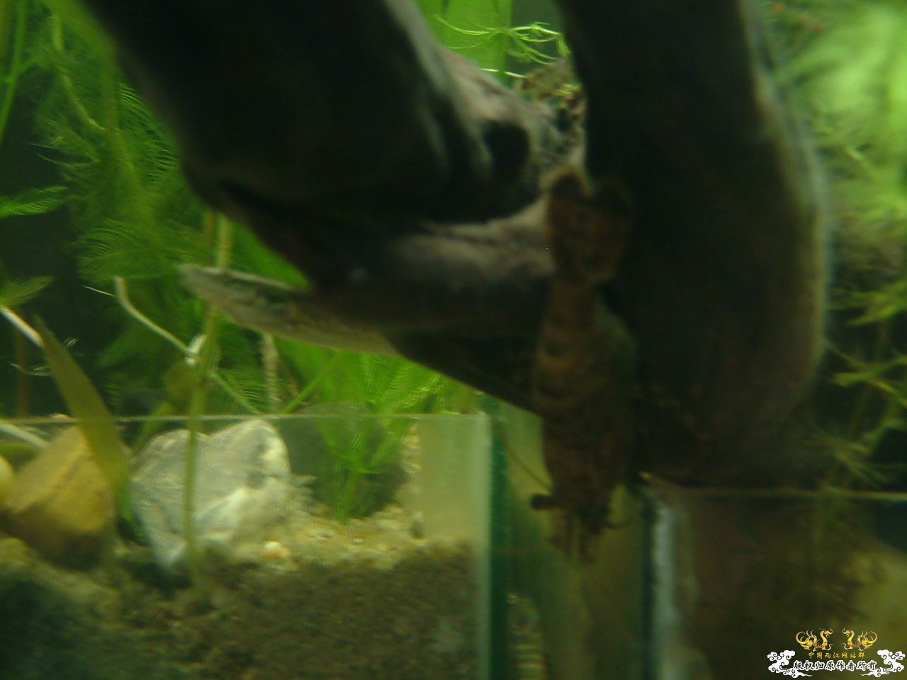 寄鱼翻缸后