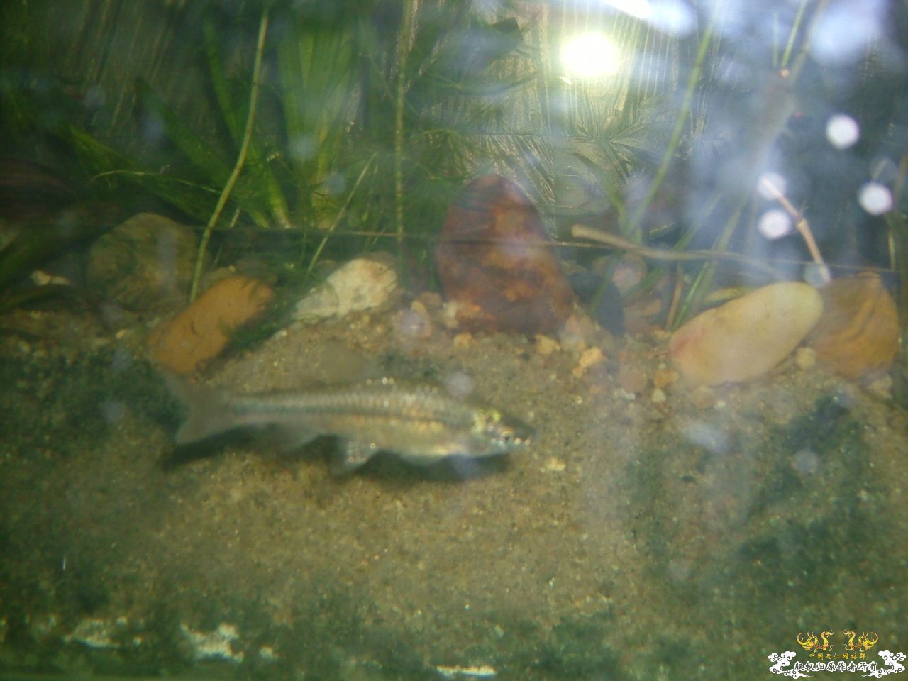 寄鱼翻缸后