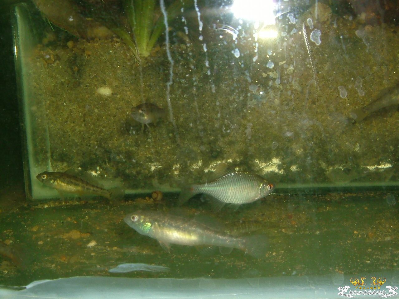 寄鱼翻缸后