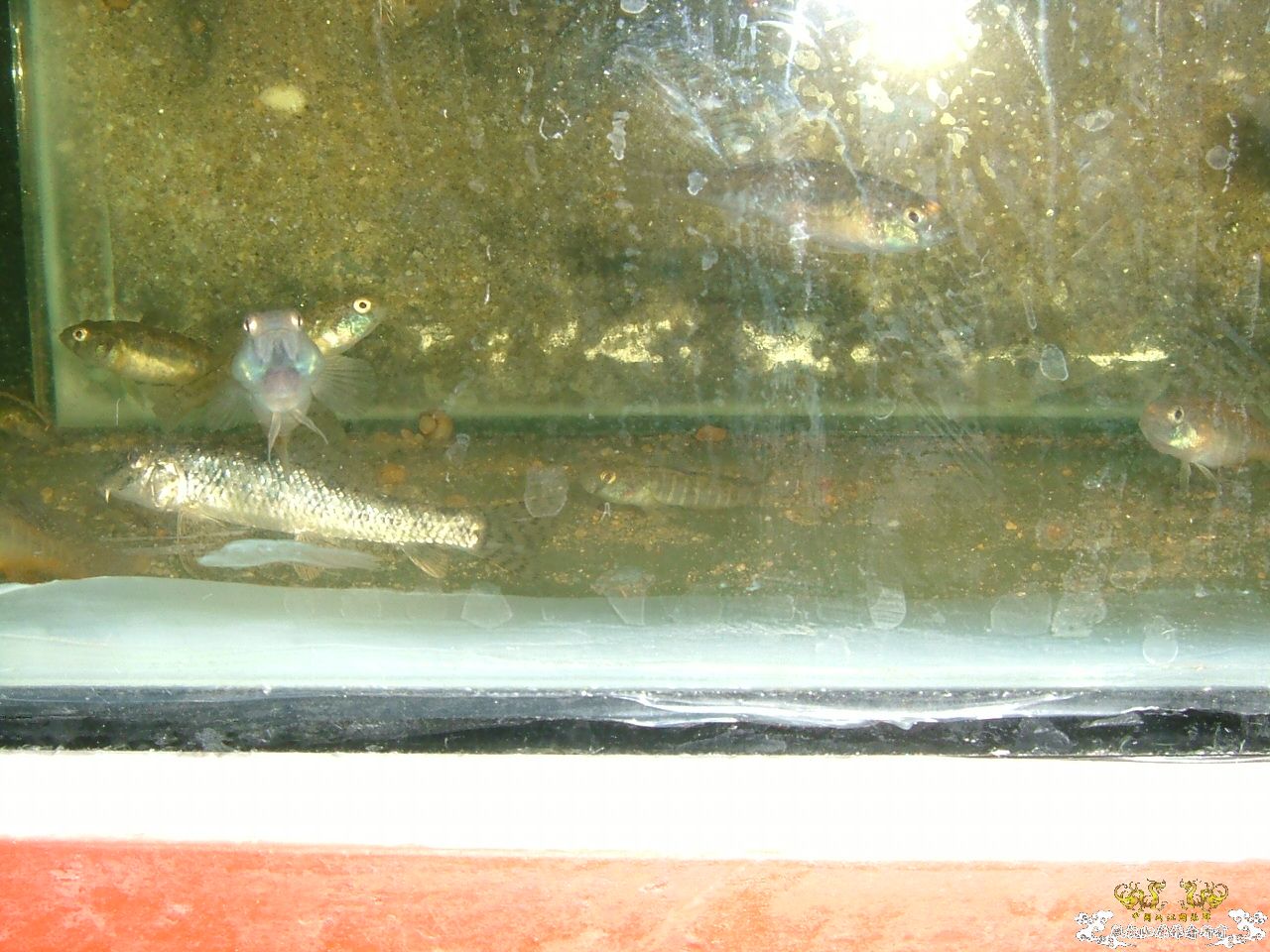 寄鱼翻缸后