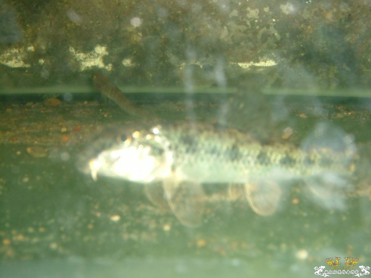 寄鱼翻缸后