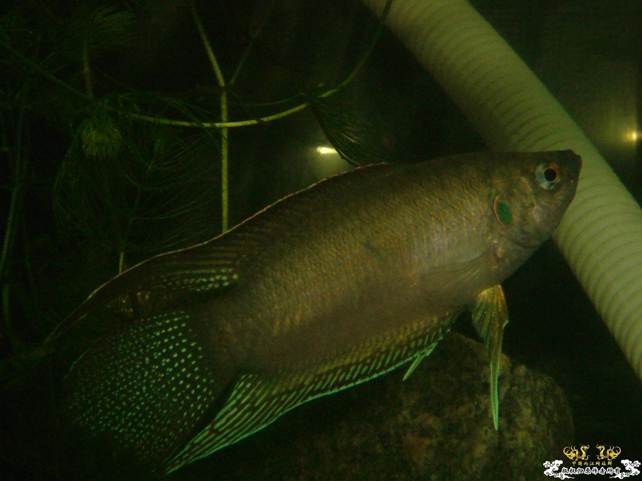 寄鱼翻缸后