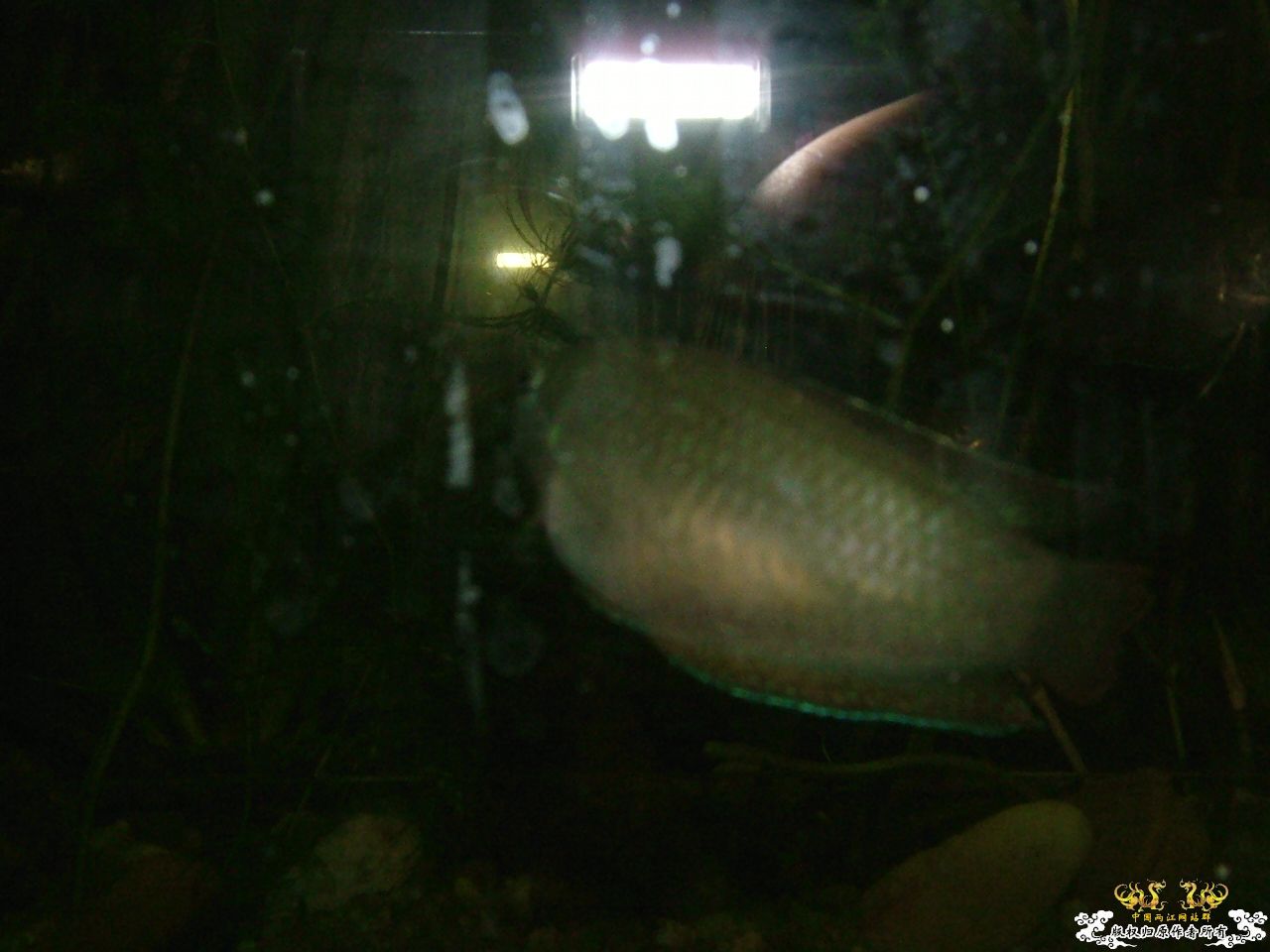 寄鱼翻缸后
