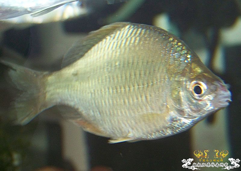 请高手鉴定下是什么旁皮？