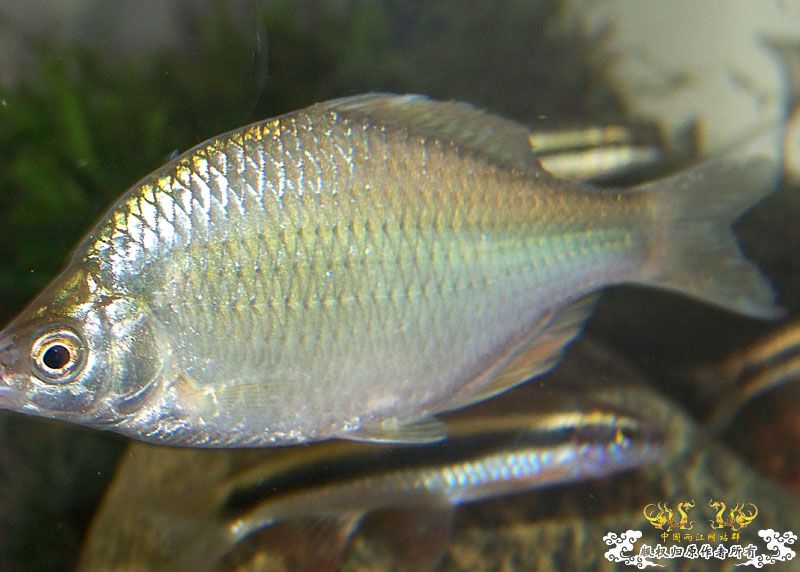 请高手鉴定下是什么旁皮？