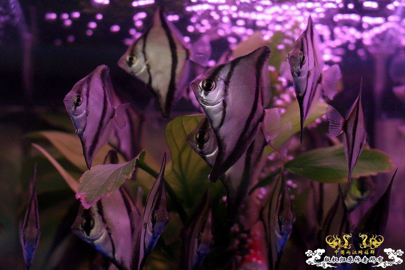 广州花地原生鱼
