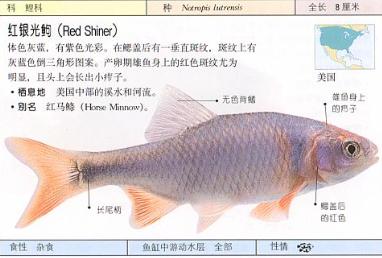 广州花地原生鱼