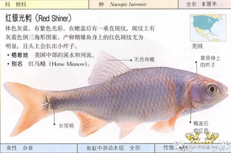 广州花地原生鱼