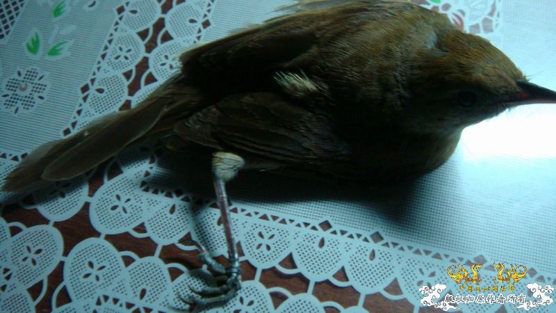 Help!!!!!厚嘴苇莺救助问题！！  鼓掌进！！