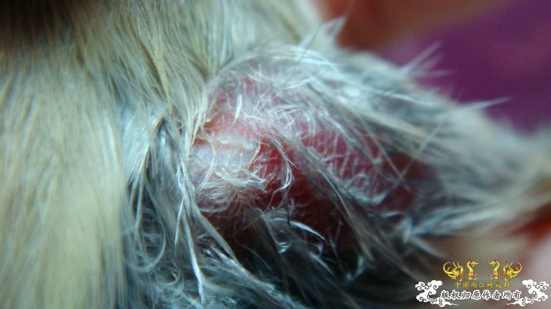 Help!!!!!厚嘴苇莺救助问题！！  鼓掌进！！