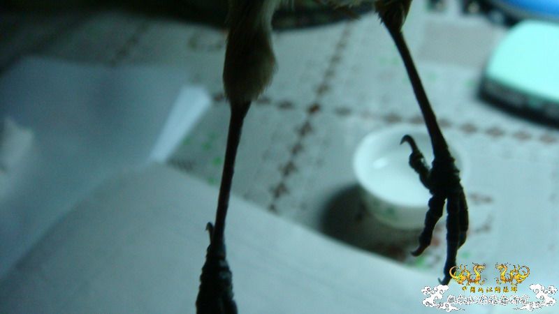 Help!!!!!厚嘴苇莺救助问题！！  鼓掌进！！