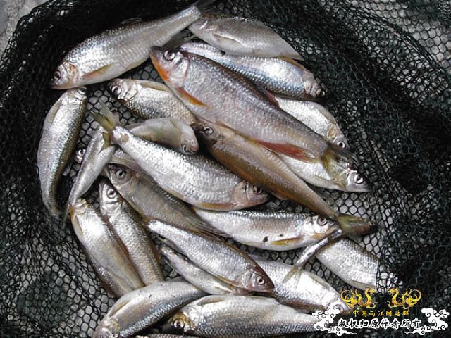 [灌水]认鱼了，不是我拍的