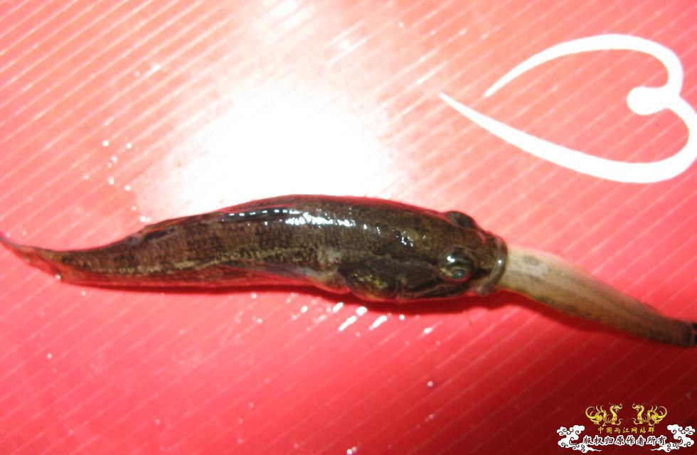 人为财死，鱼为食亡