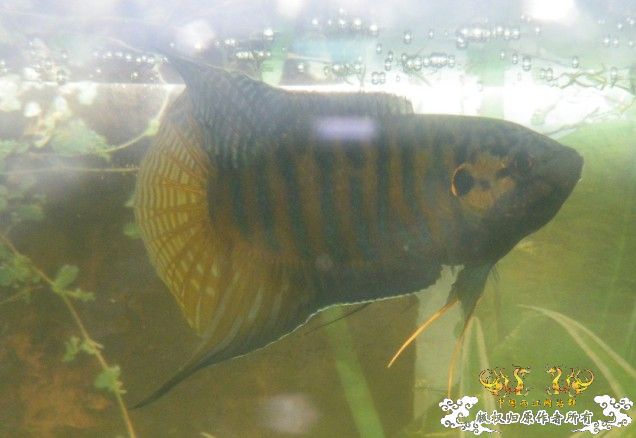 开打了，可惜没照好，相机也没电了，郁闷.................