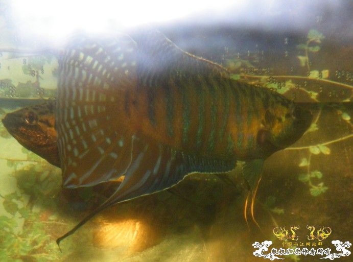 开打了，可惜没照好，相机也没电了，郁闷.................