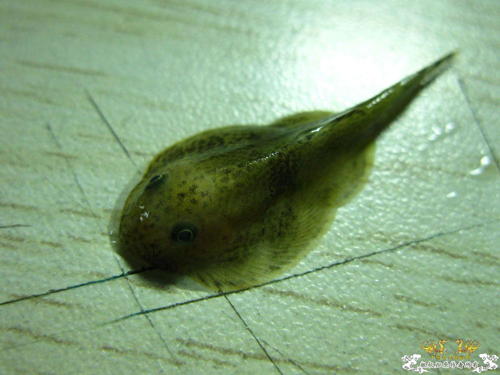 [原创]原来风大也是这里的斑竹！支持！亮点白云