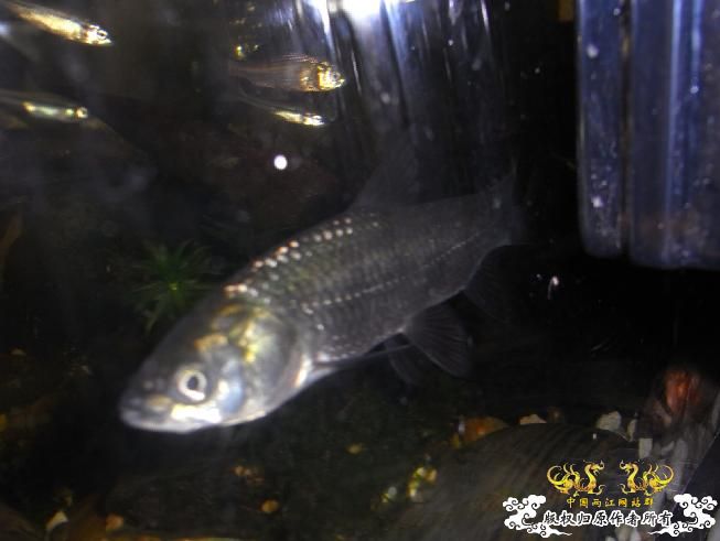 今天花鸟市场里淘的，啥？