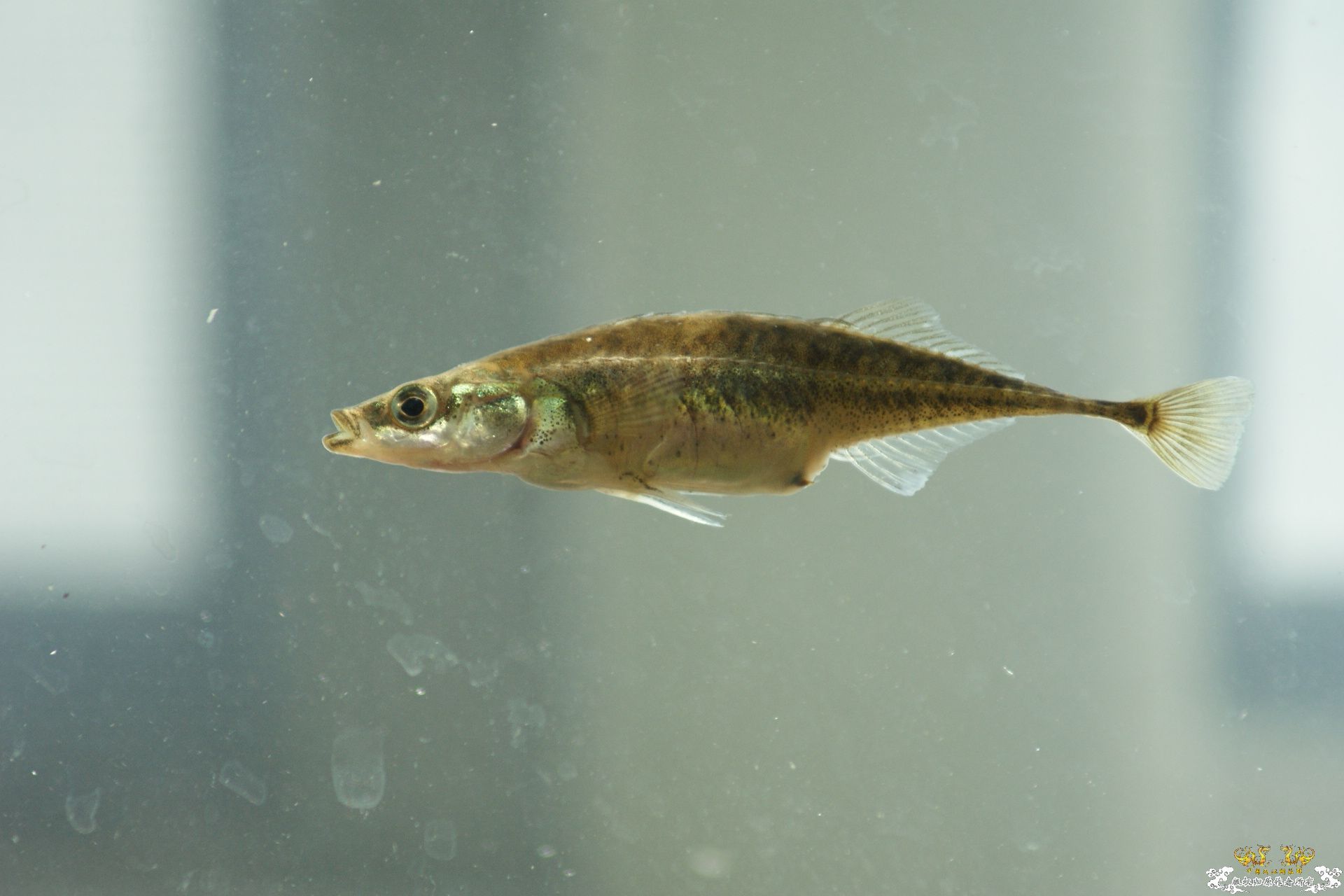 5月24的野才收获