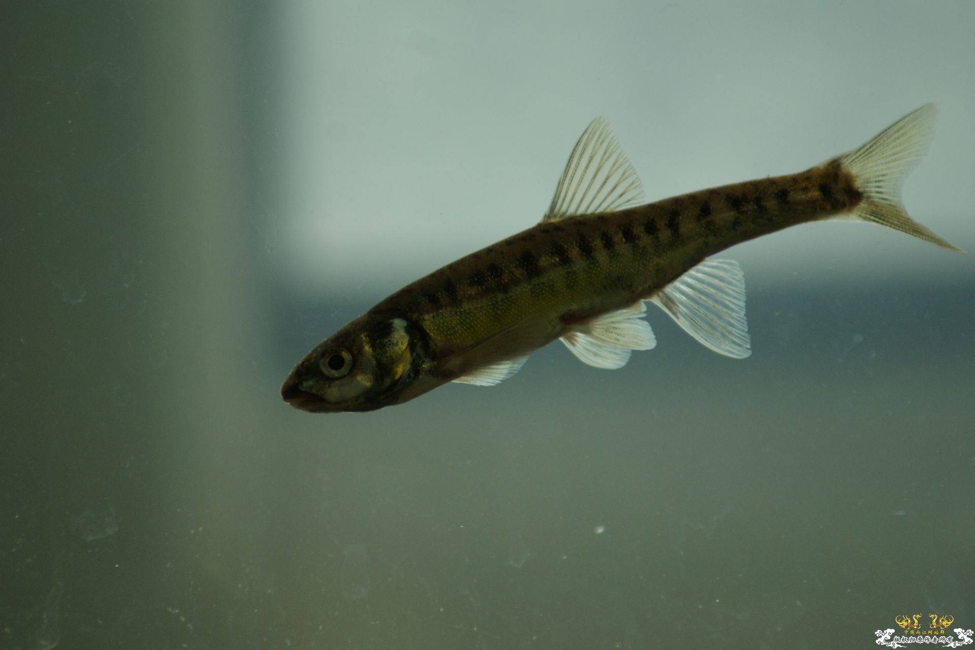 5月24的野才收获