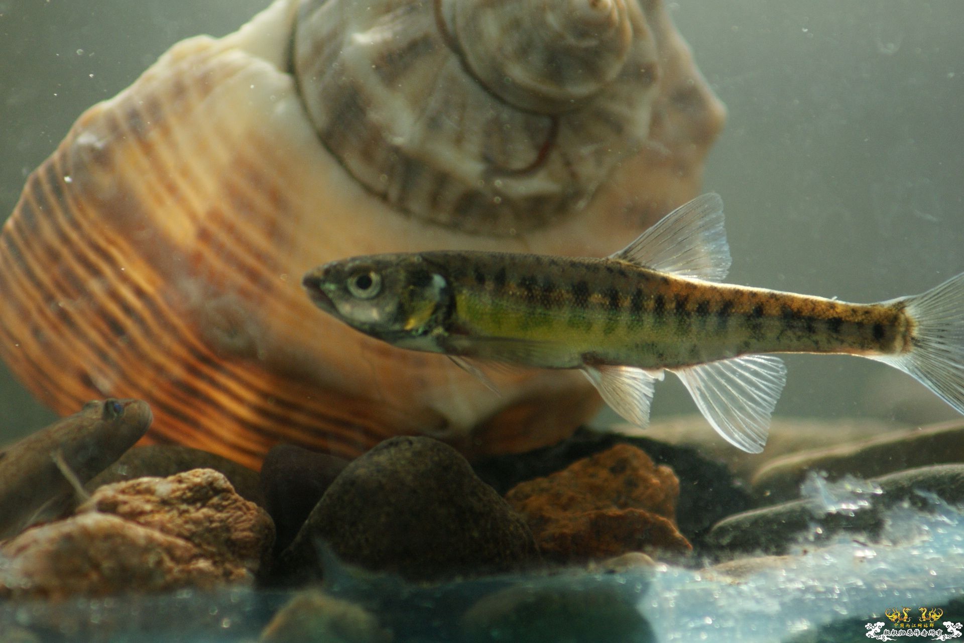 5月24的野才收获