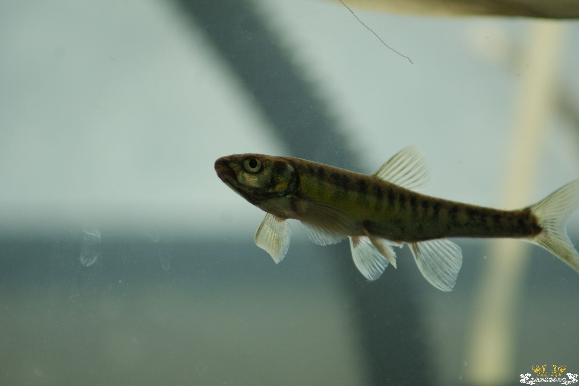 5月24的野才收获