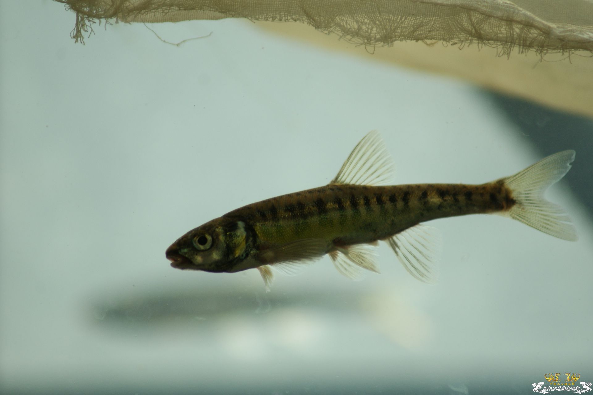 5月24的野才收获