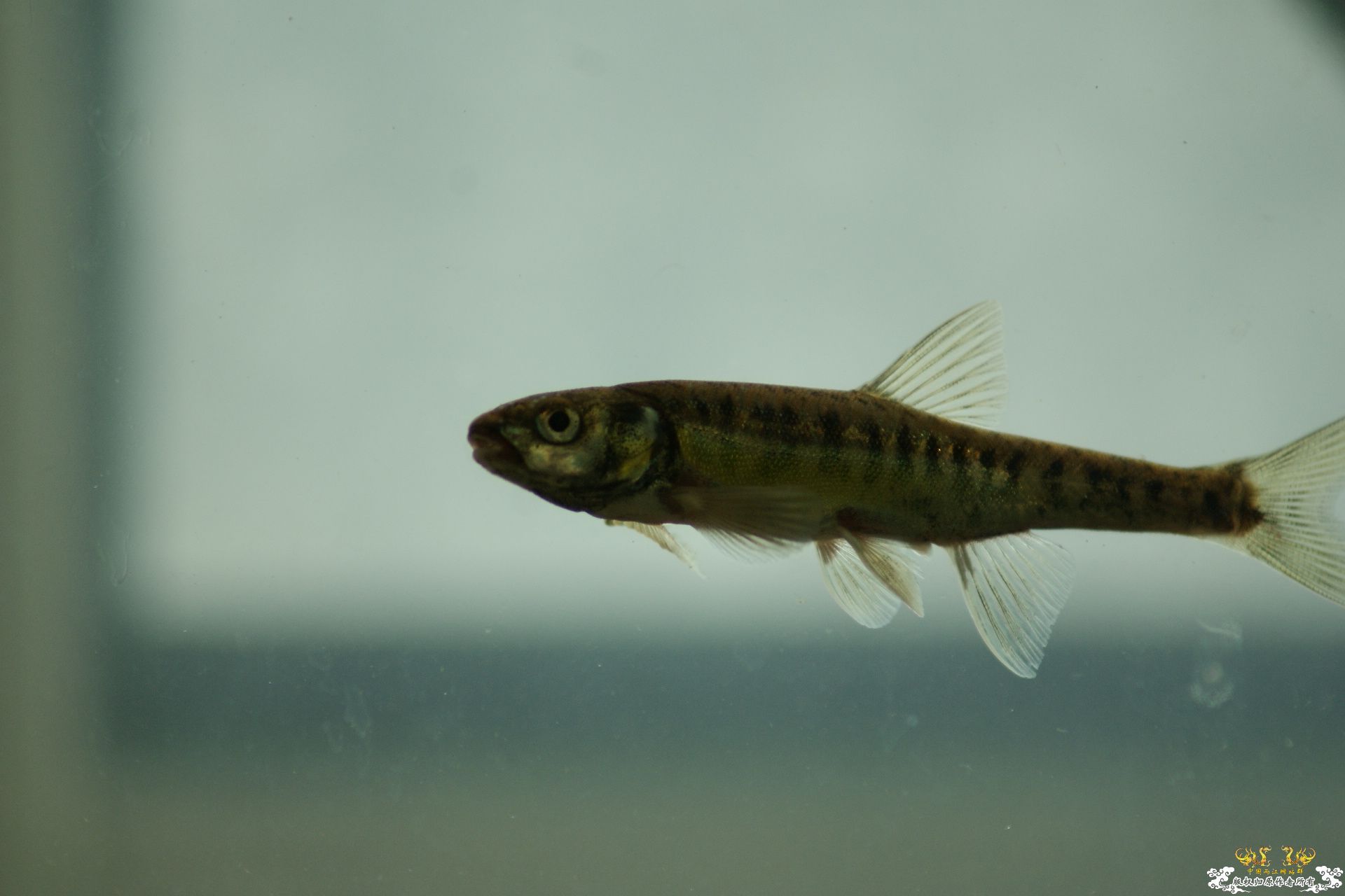 5月24的野才收获