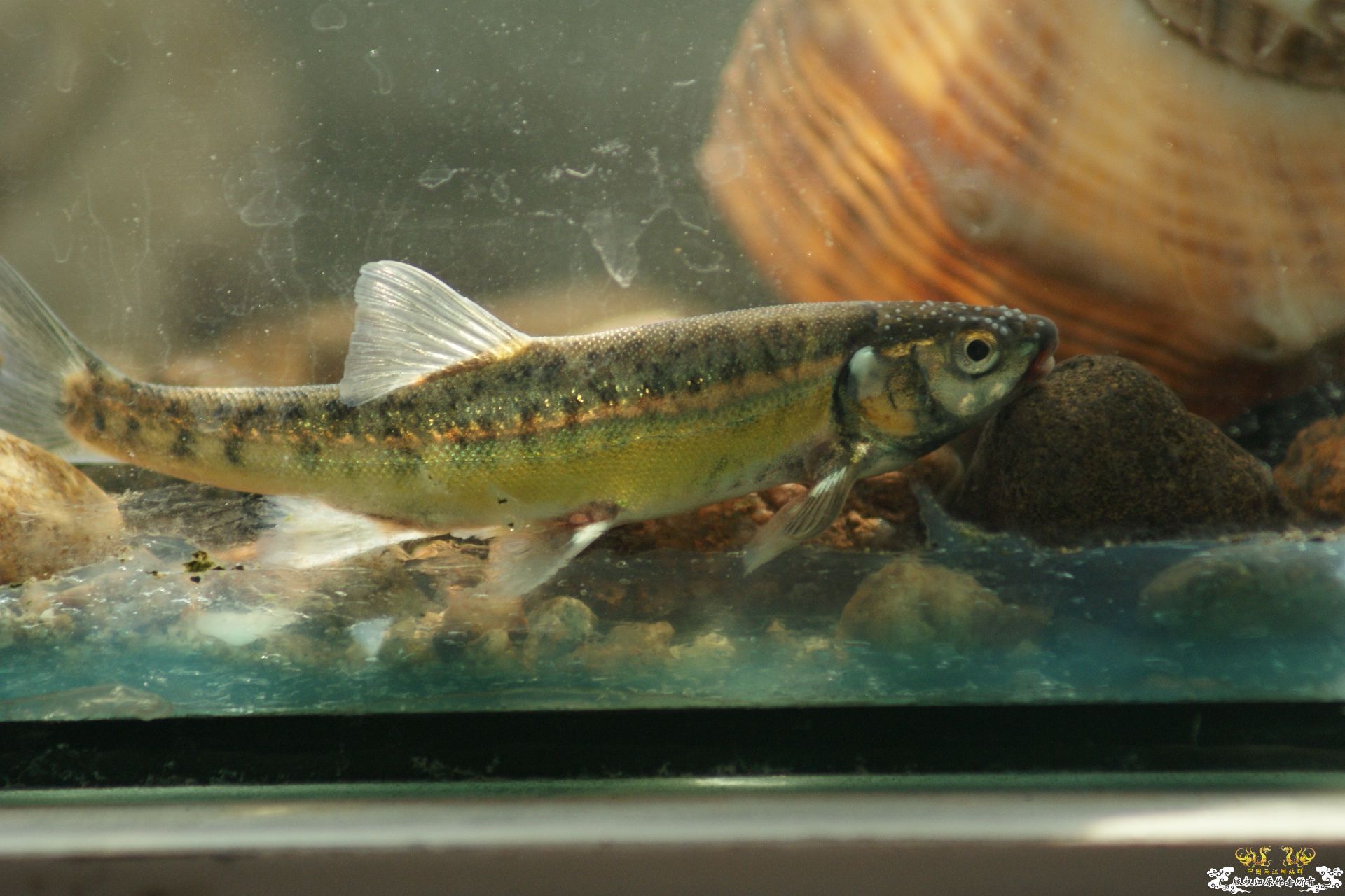 5月24的野才收获