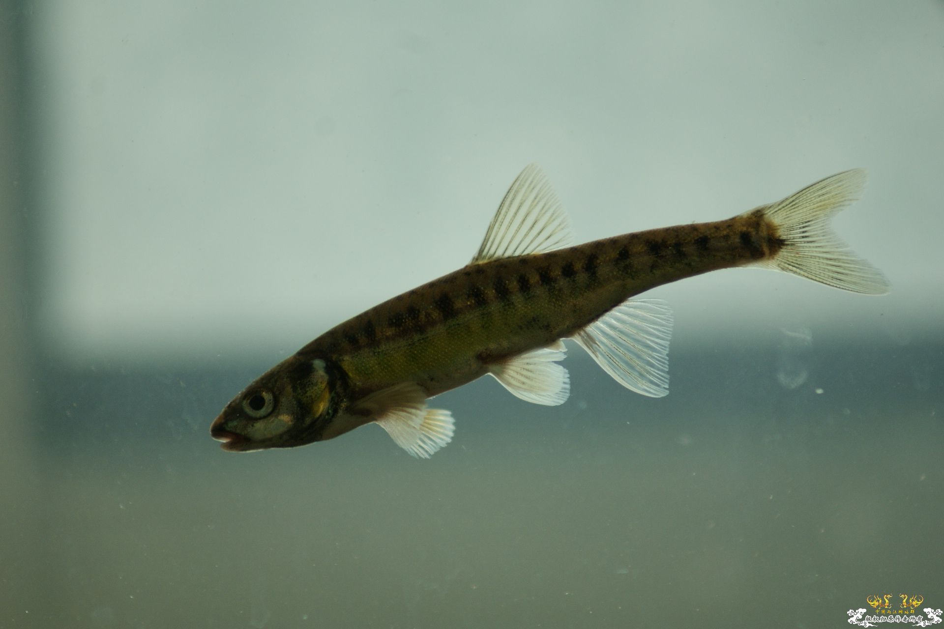 5月24的野才收获