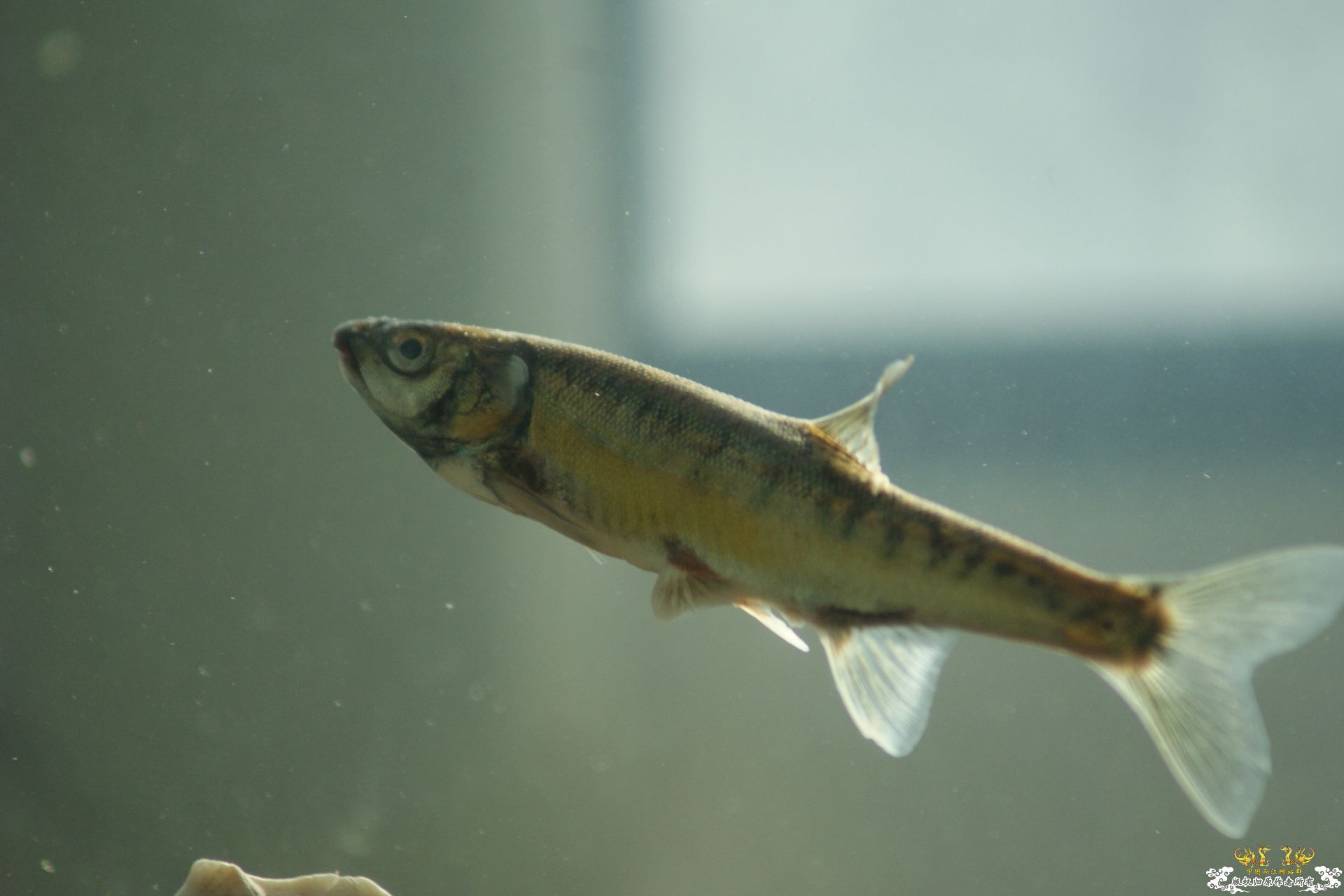 5月24的野才收获