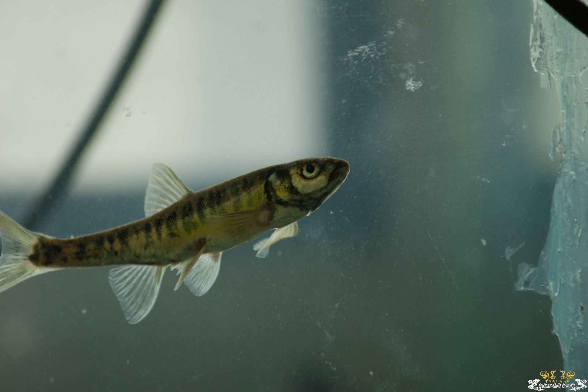 5月24的野才收获