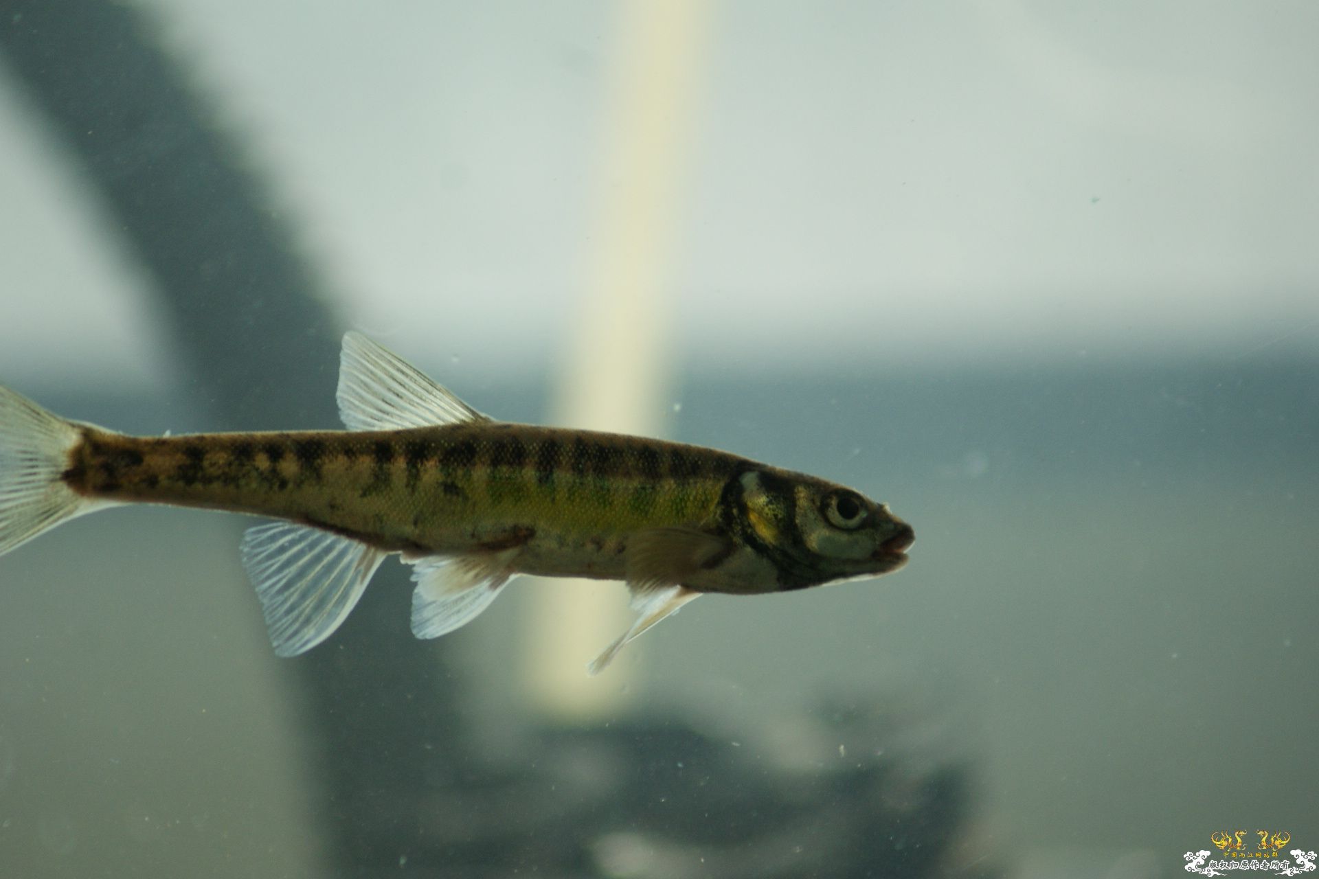 5月24的野才收获