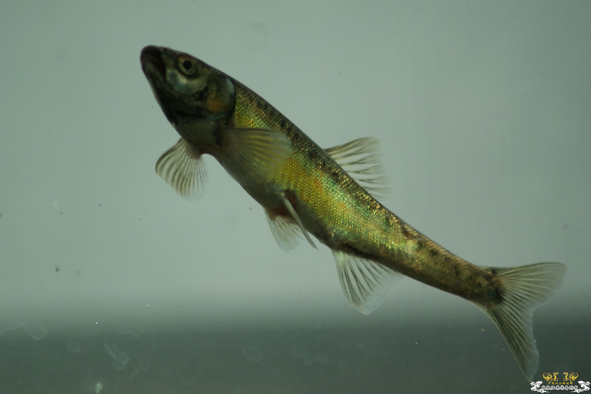 5月24的野才收获