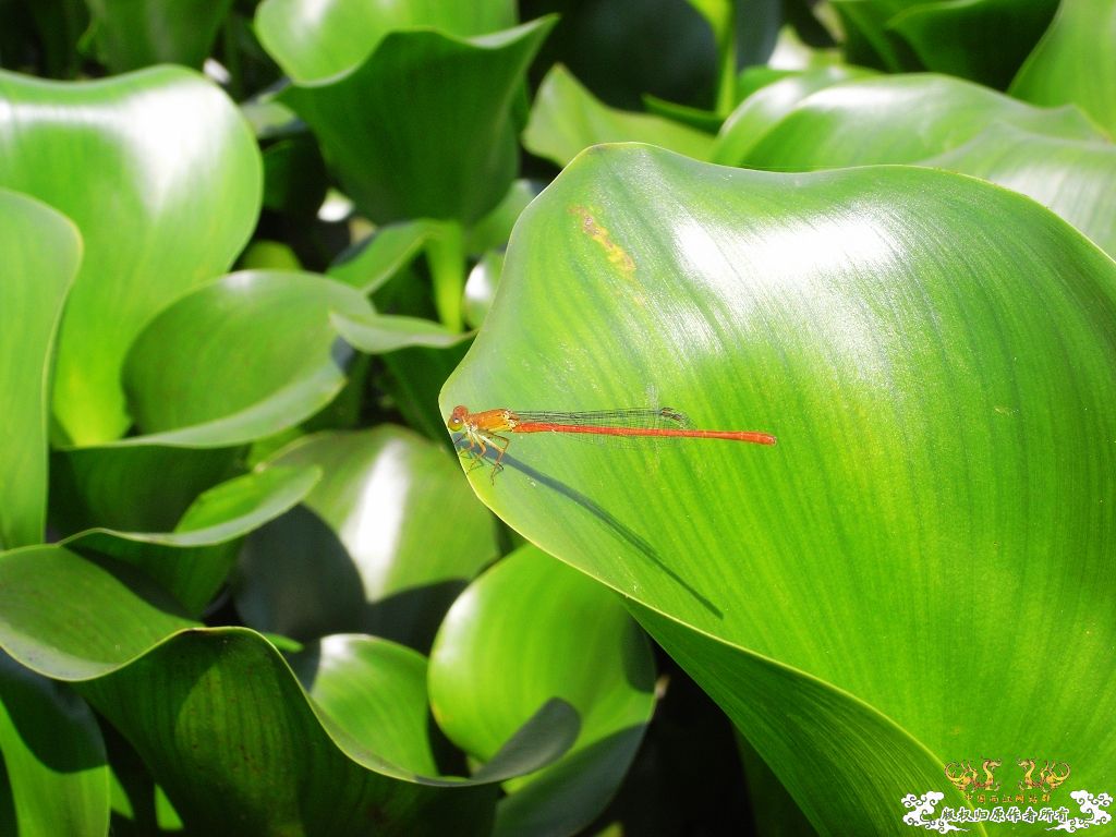 本周野采收获，帮忙认鱼