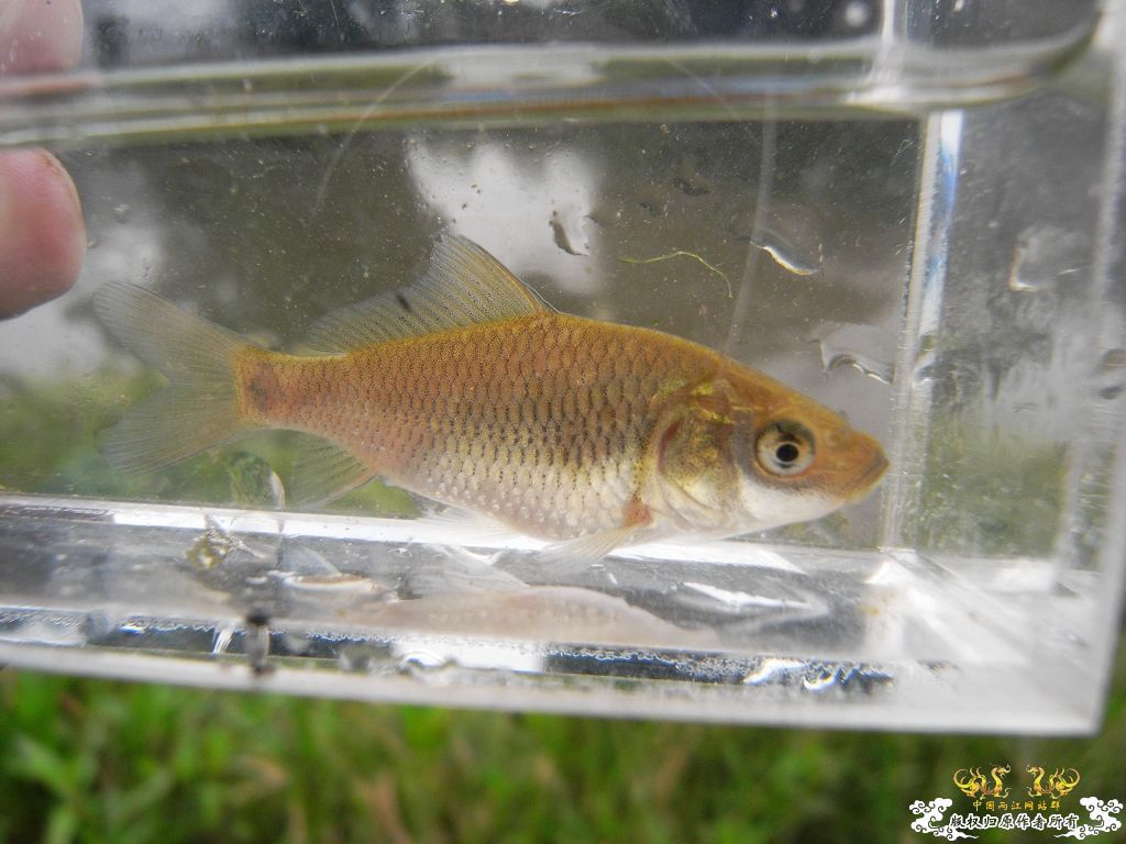 本周野采收获，帮忙认鱼