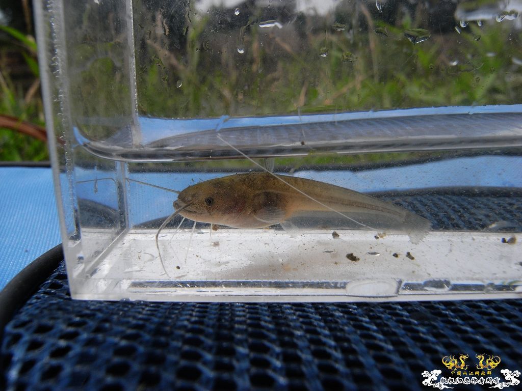 本周野采收获，帮忙认鱼