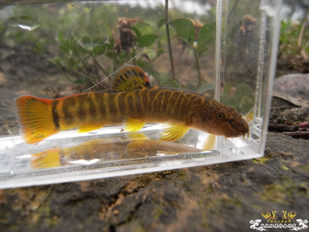 本周野采收获，帮忙认鱼