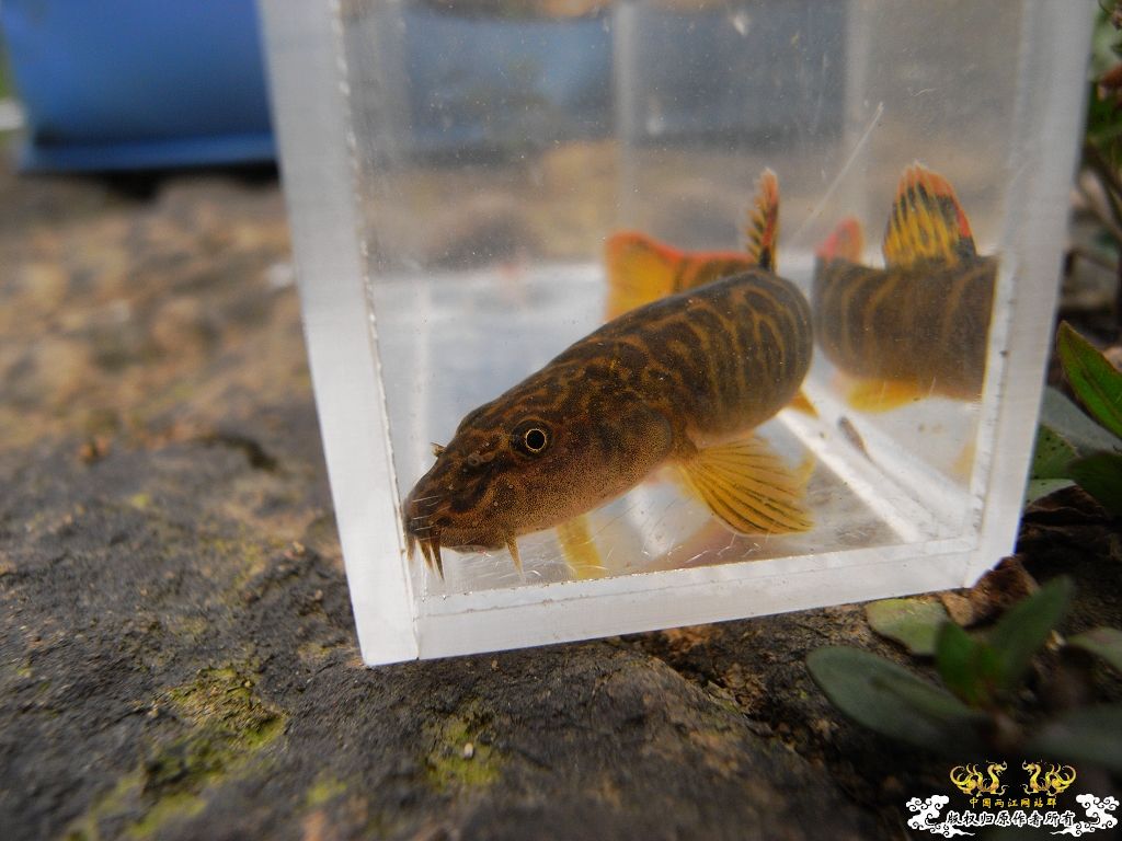 本周野采收获，帮忙认鱼